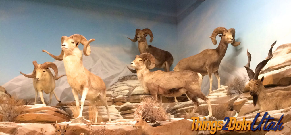 deer-at-rosenbruch-wildlife-museum-st-george