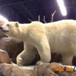 Polar bear at st george animal museum
